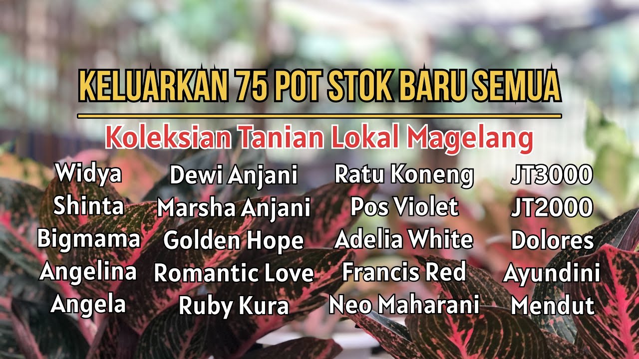 ❗️Keluarkan 75 Pot Baby Koleksian Stok Terbaru Semua❗️