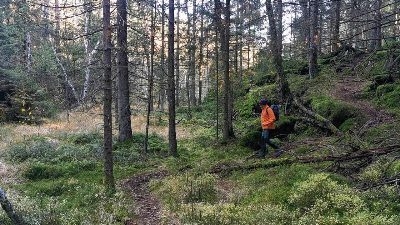 En härlig vandringsled i vilda och vackra Bråtaskogens naturreservat  Härryda kommun