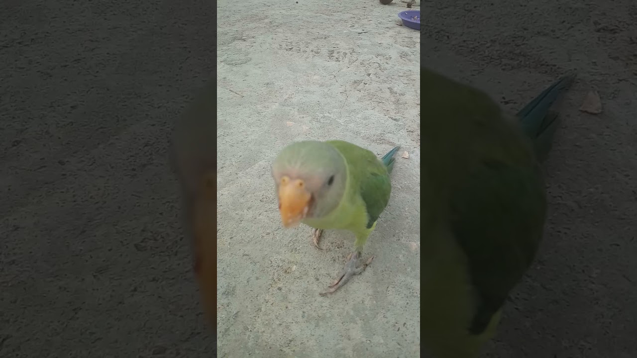 Plum Head Parrot Sound | Parrot Voice Video | Short