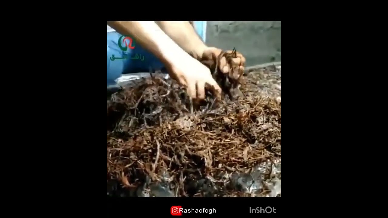آموزش پرورش قارچ دکمه ای خوراکی ( آموزش تخته کوبی در پرورش قارچ )