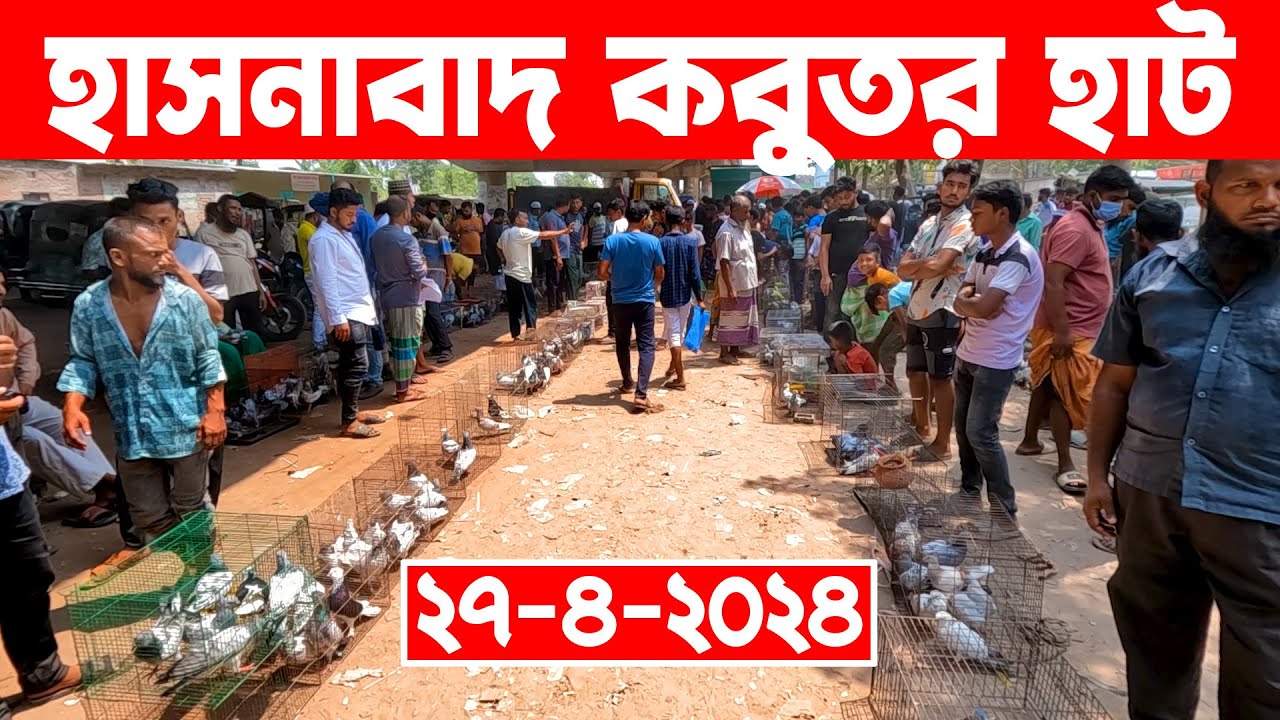 হাসনাবাদ কবুতর হাট-২০২৪ || kobutor hat 2024 || pigeon market in bangladesh || Hasnabad kobutor hat