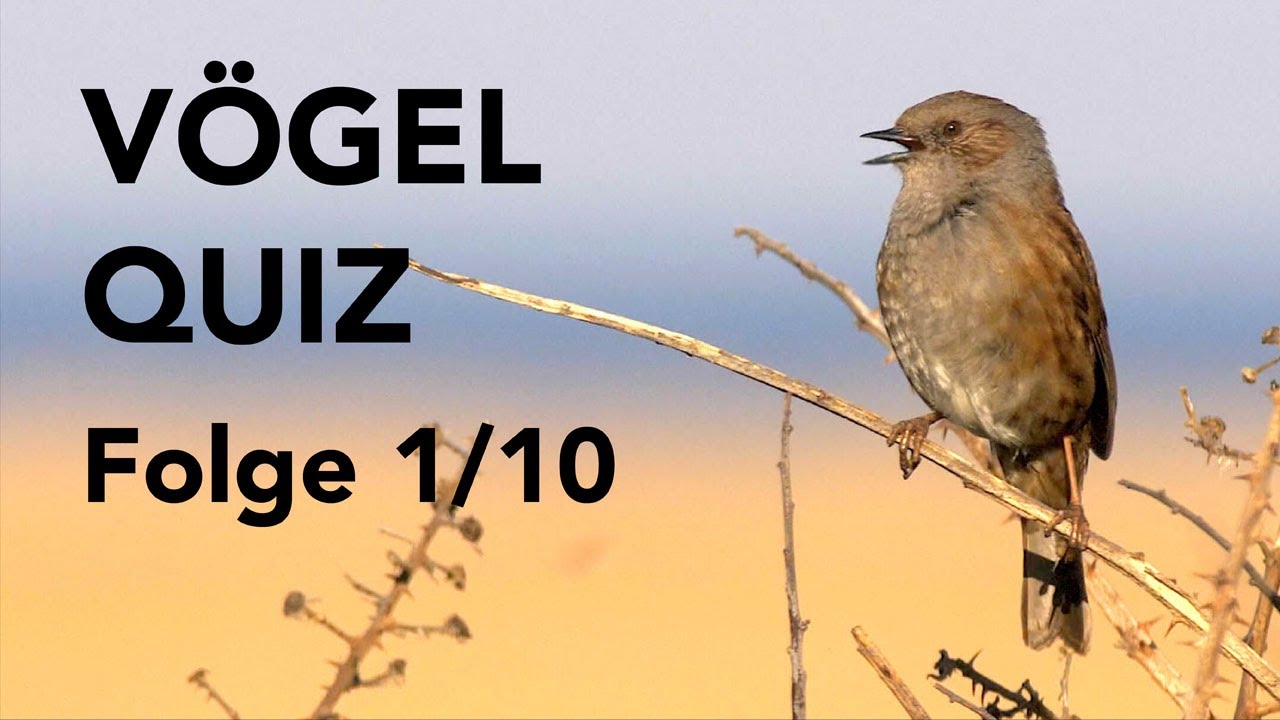 QUIZ 10 VOGELARTEN Folge1 Lumix GH4/GH5 4K