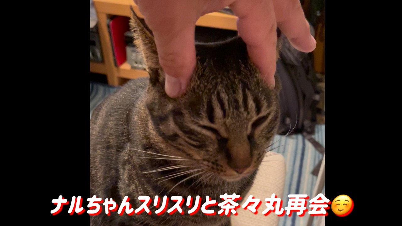 ナルちゃんナデナデスリスリタイムーと茶々丸再会。