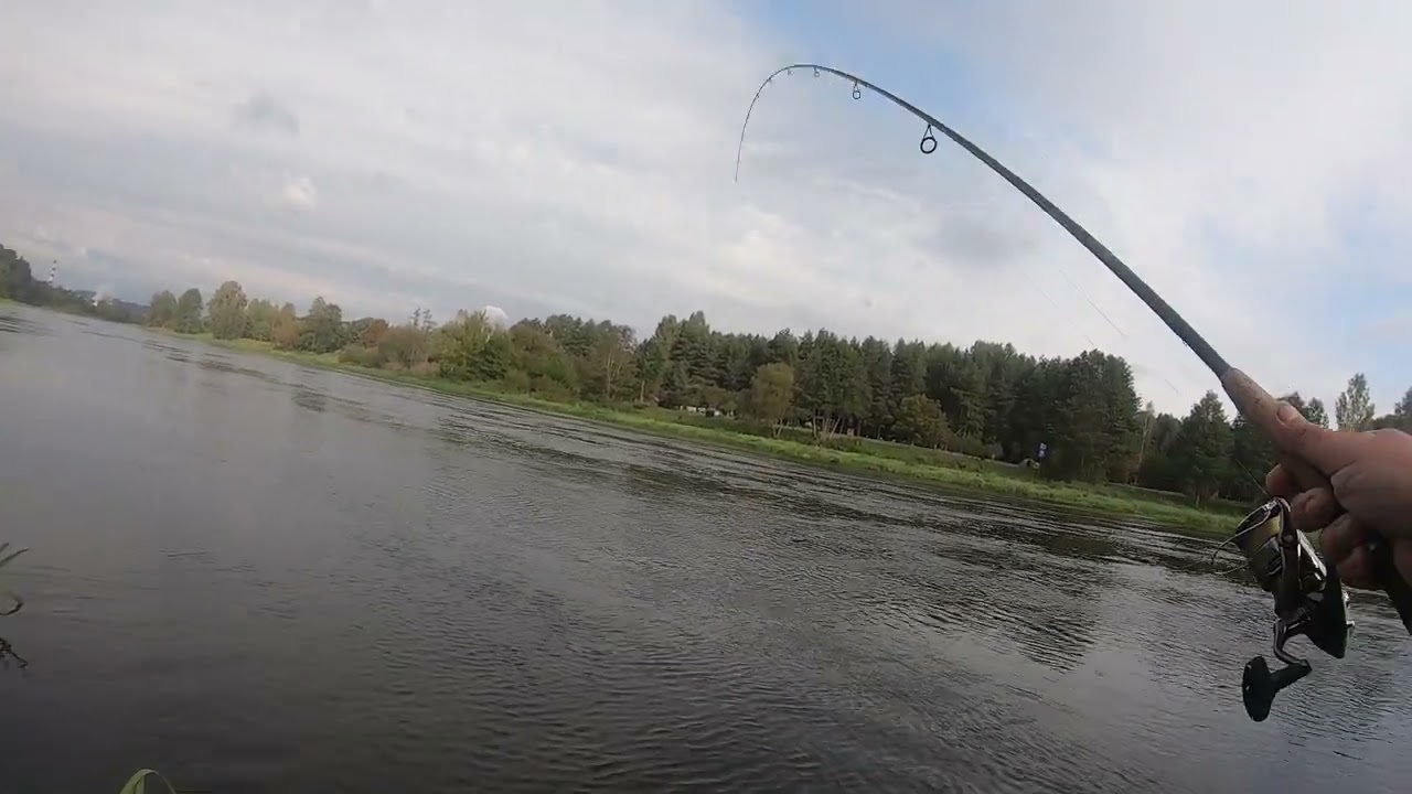 Lašišos patinukas