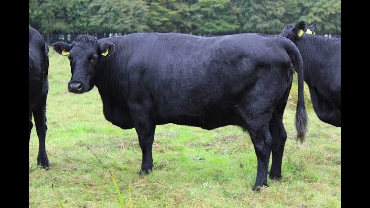 Kerry Cattle - Everything You Need To Know