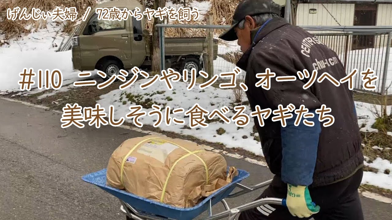 【77歳ヤギ飼い#27】ニンジンやリンゴ、オーツヘイなどを美味しく食べるヤギたち。プリンも美味しかったです。「72歳からの楽しいシニアライフ#110」