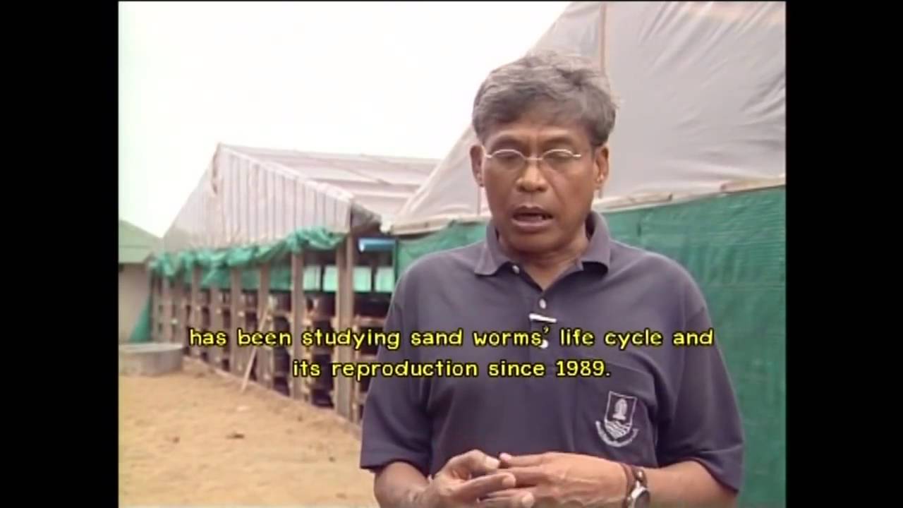 Sand worm and shrimp farming industry   ENG Sub