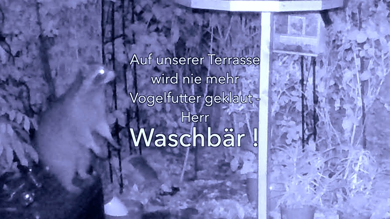 Waschbär im Vogelhaus - Schluß jetzt!