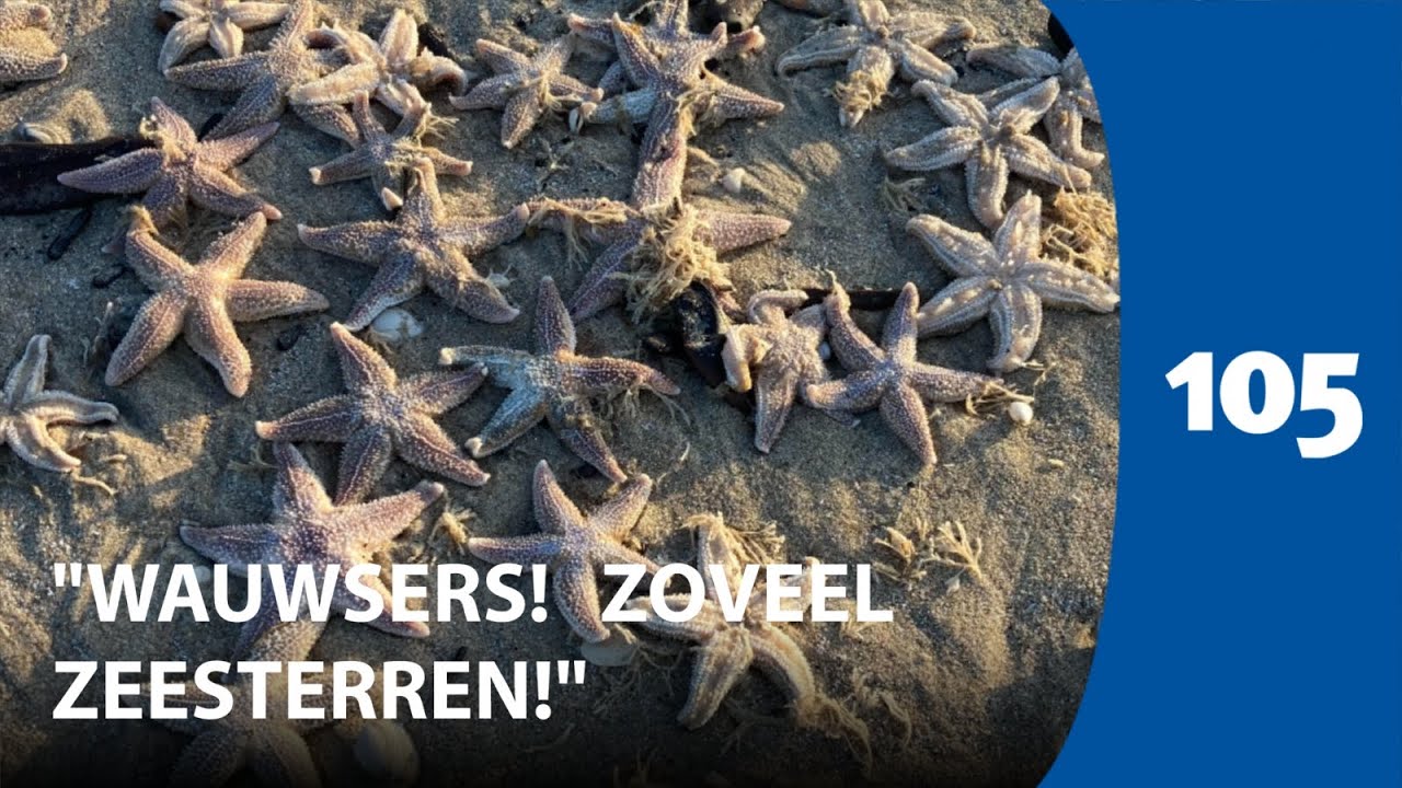 Veel zeesterren op strand Bloemendaal aan Zee | Haarlem105