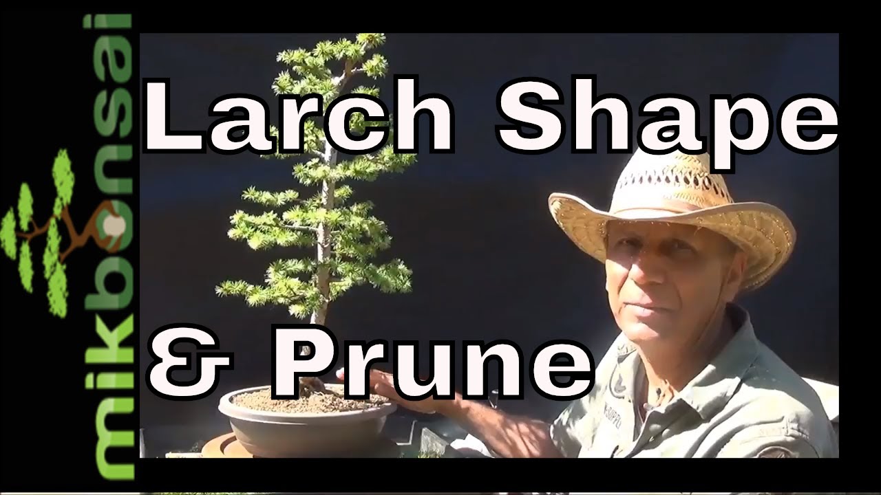 Bonsai - how to care for Larch Larix decidua Nebari and Summer pruning  Part 2 | mikbonsai