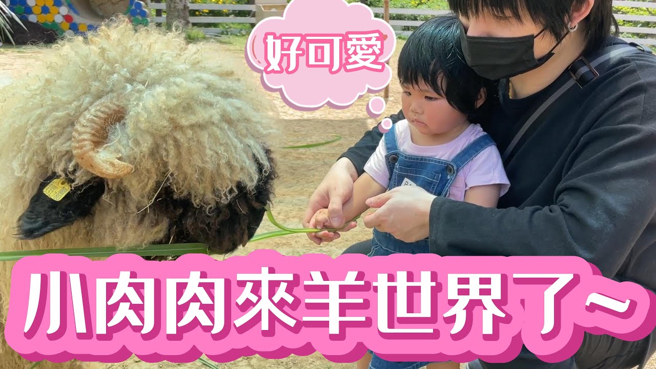 【親子互動】桃園中壢區溜娃好去處 平價便宜的牧場 國小以下免費 家庭牧場日 小孩在牧場與動物親密互動的幸福時刻~小肉肉來到羊世界牧場了 期待到整晚沒睡覺 到牧場後 就想睡了 小孩最愛的小動物都在這~