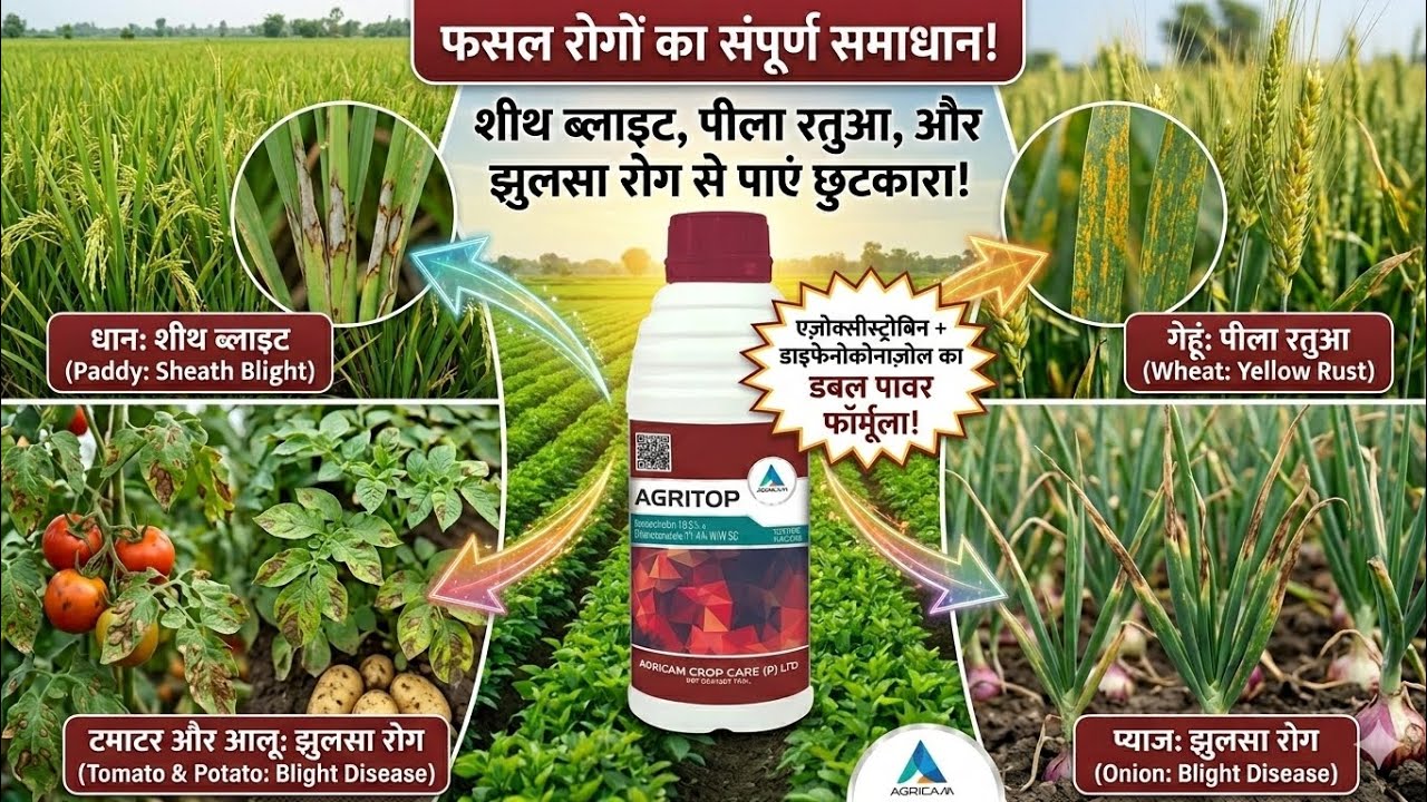 झुलसा, पीला रतुआ और शीथ ब्लाइट का पक्का इलाज! | AGRITOP Fungicide Uses in Hindi