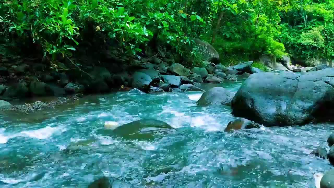 Calming Forest Ambience - Peaceful River Stream Ambience - Relaxing Birdsong Sounds