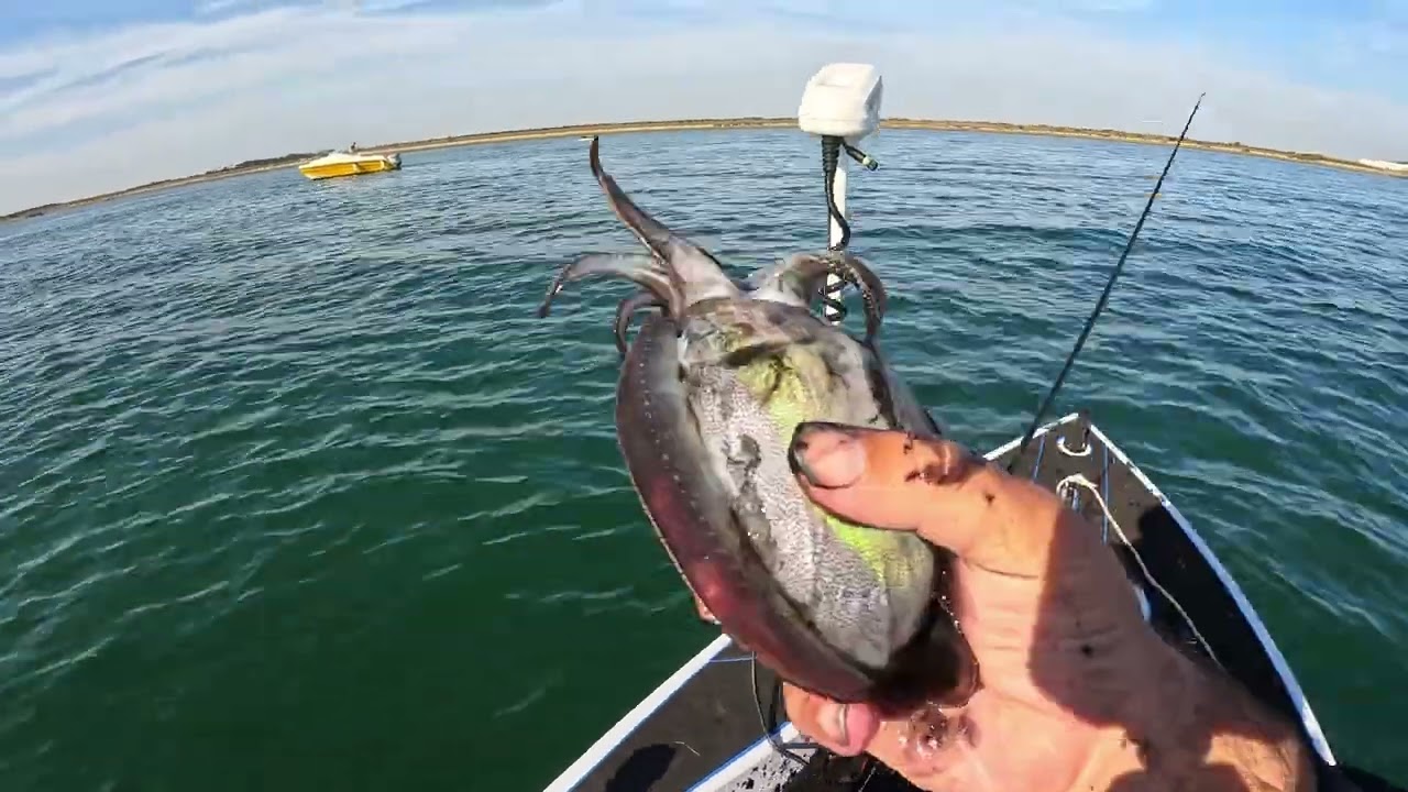 Pesca em São Jacinto com montes de Chocos, Ruivos e até Robalo