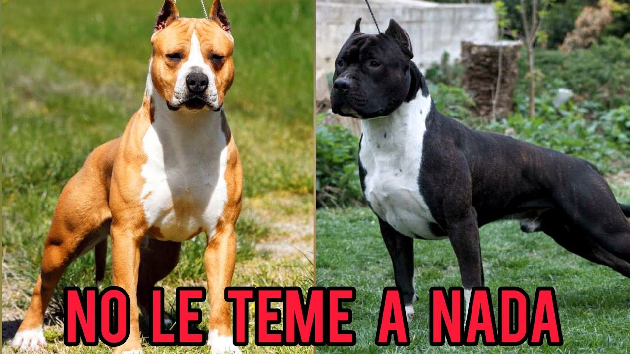American Staffordshire Terrier: La Verdad que Nadie Te Cuenta ( Amstaff )