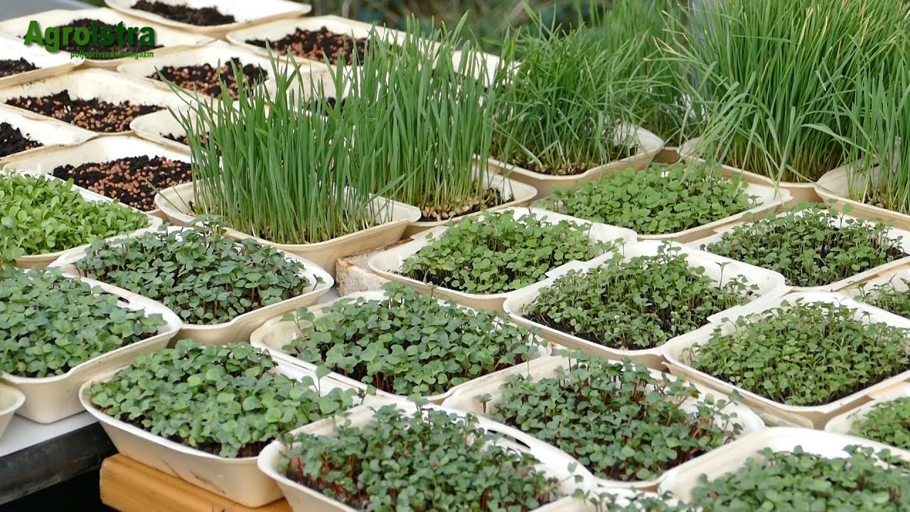 AGROISTRA Uzgoj microgreensa