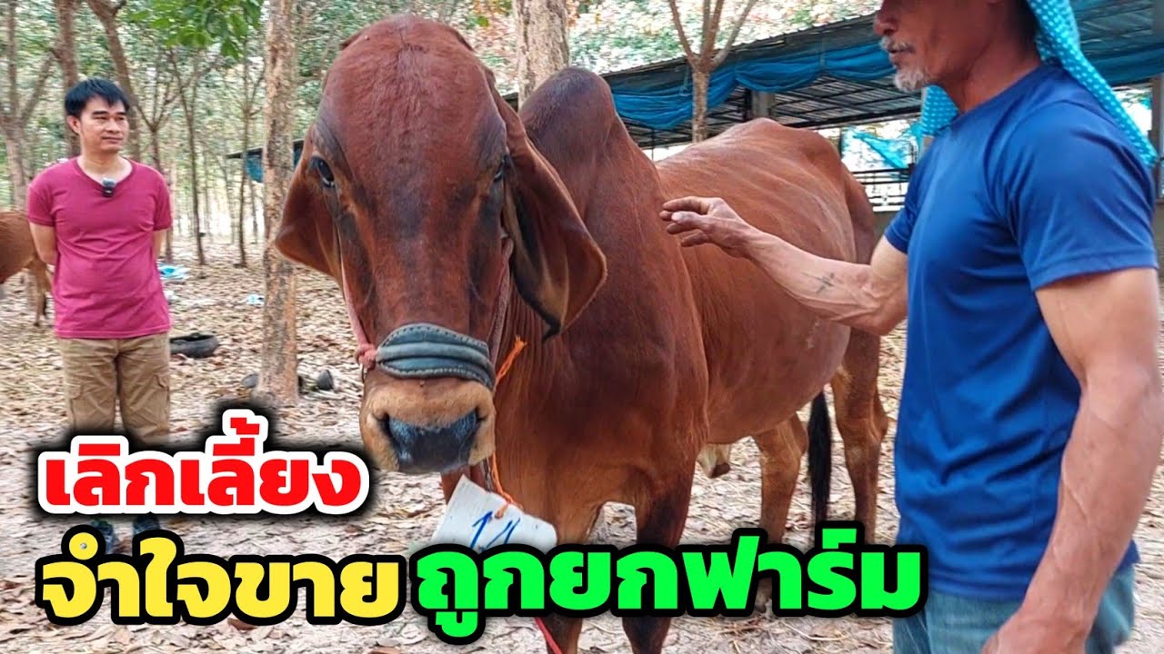 เลิกเลี้ยง‼️จำใจขายแบบถูกยกฟาร์ม เจ้าของไม่มีเวลาดูแล ให้เอาไปทำกำไรต่อได้เลย 13-14 ตัว อ.สหัสขันธ์ 