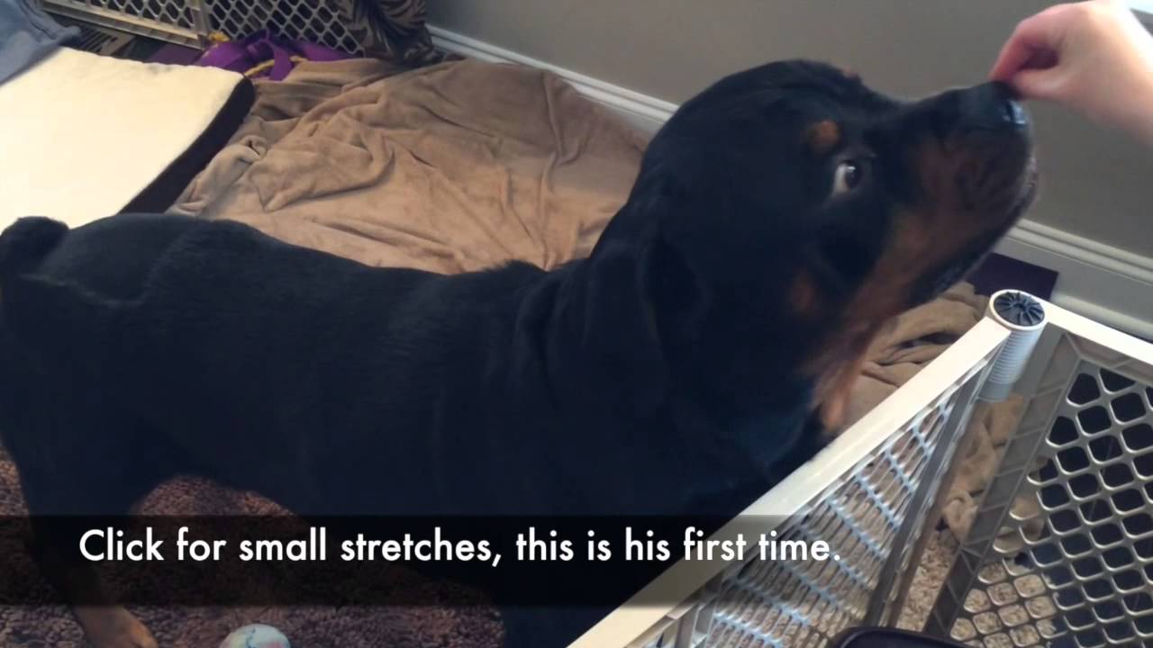 Dog Crate Rest: Up and Down Stretches