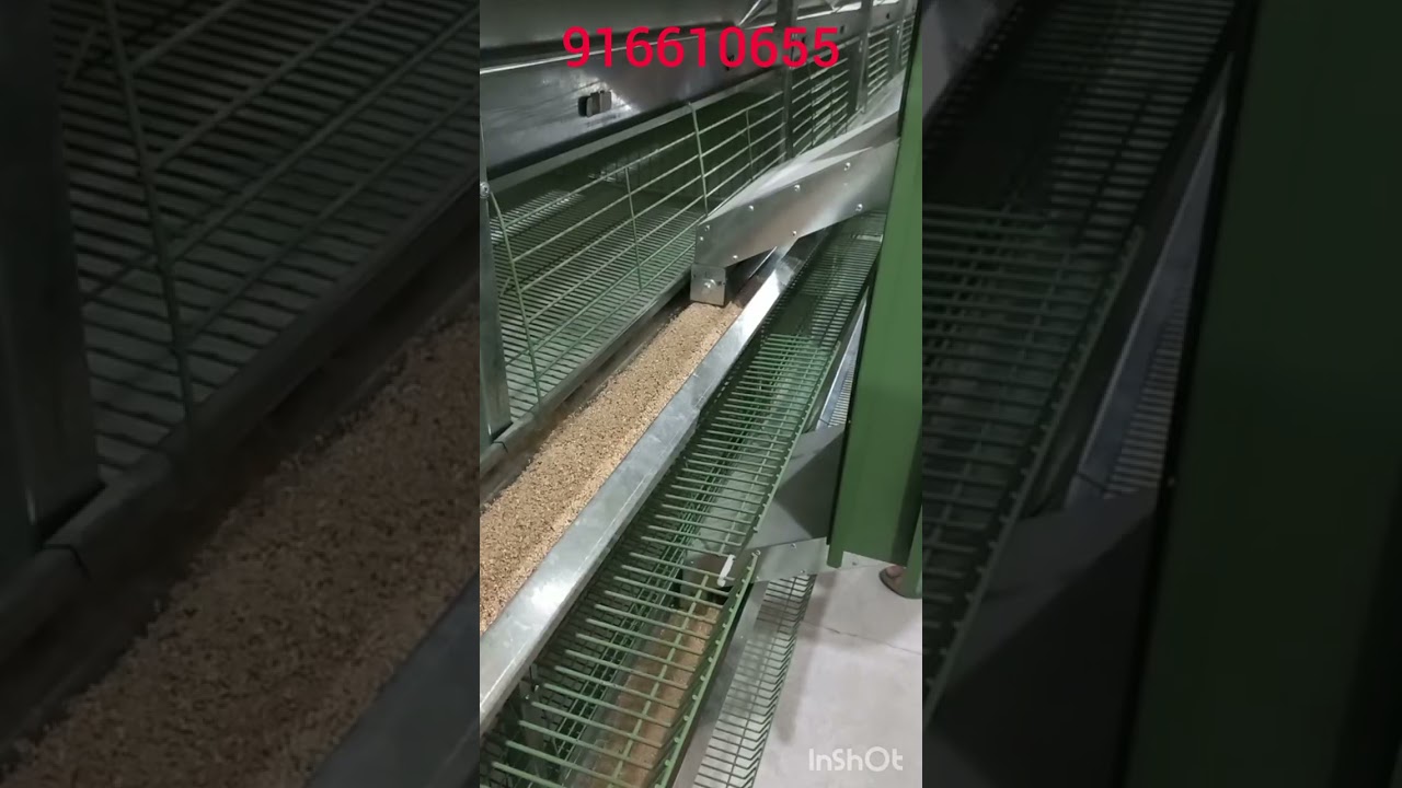 Бедана ва товук кафас
