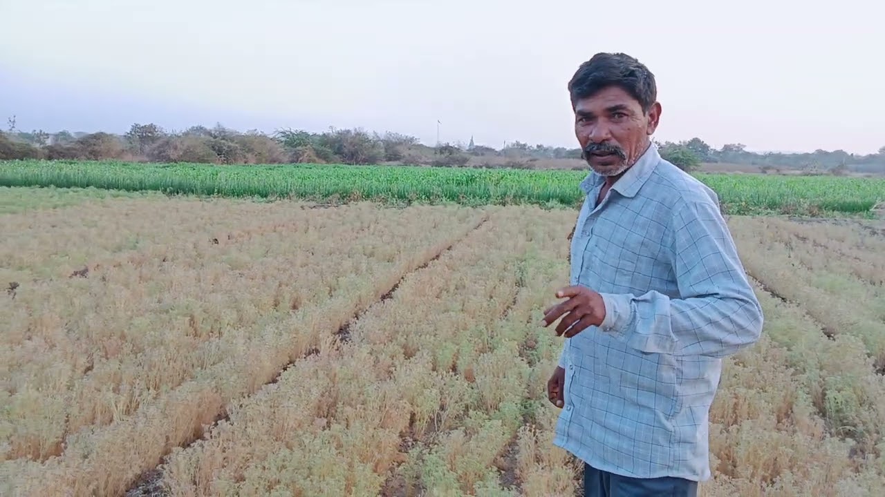 જીરુ ઉપાડવાનુ ચાલુ 😊🌾🌾🌾💞#farmingtraditions #agriculture #automobile #farming101 