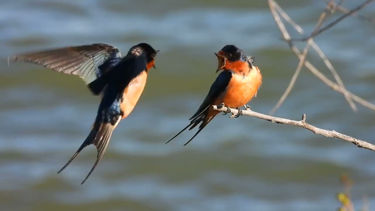 Barn Swallow couple