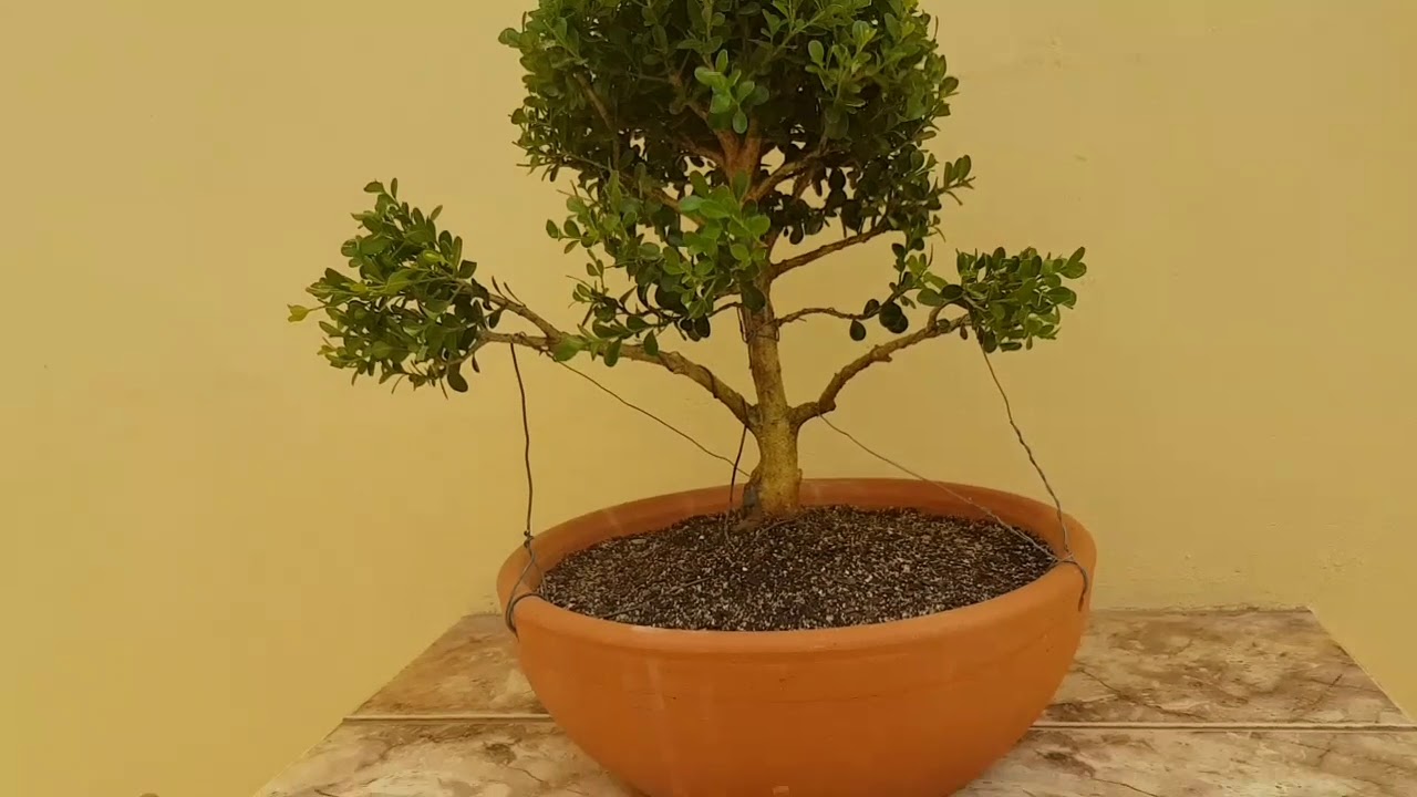Pr&eacute;-bonsai - buxinho