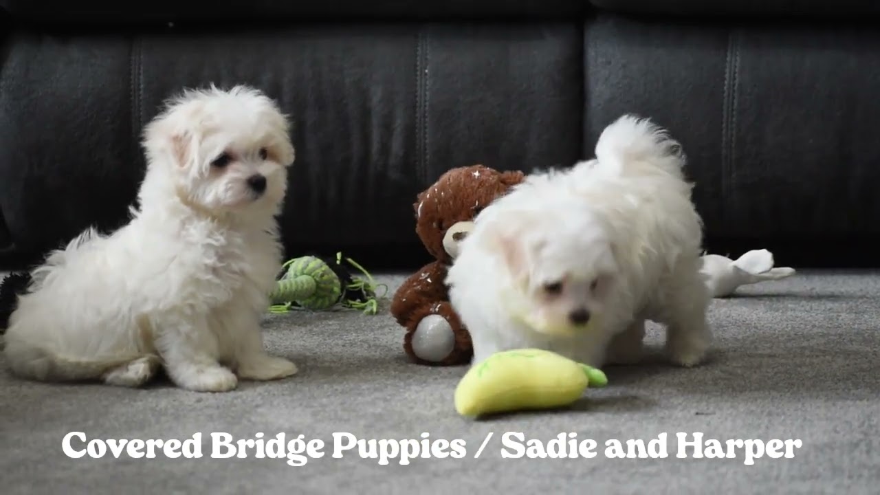 Sadie And Harper Maltese Puppies