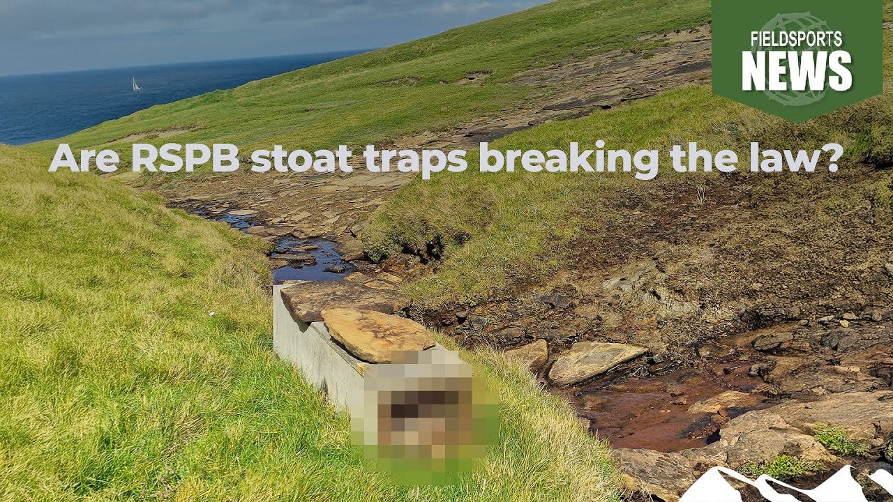 Are RSPB stoat traps breaking the law? &ndash; Fieldsports News, 3 September 2025