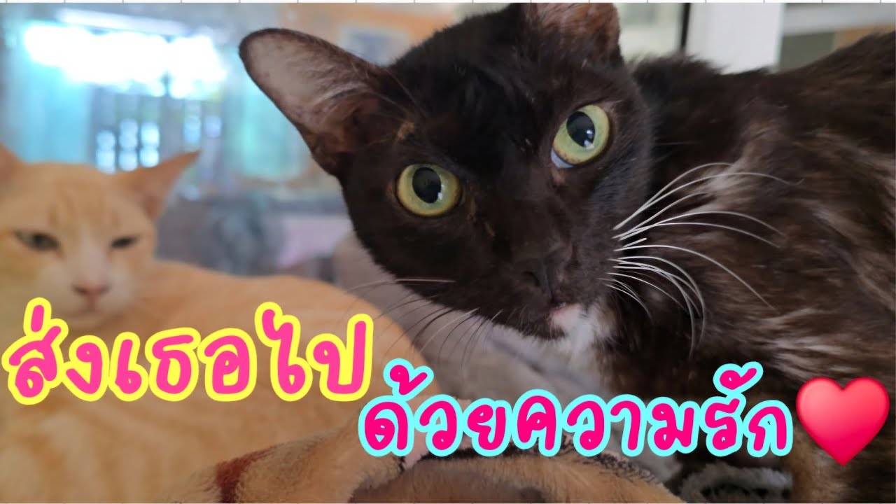 ส่งเธอไป..ด้วยความรัก♥️ #แมวจร #catlover ##cat #ผู้กองแขกกับแมวจร Vol.2 