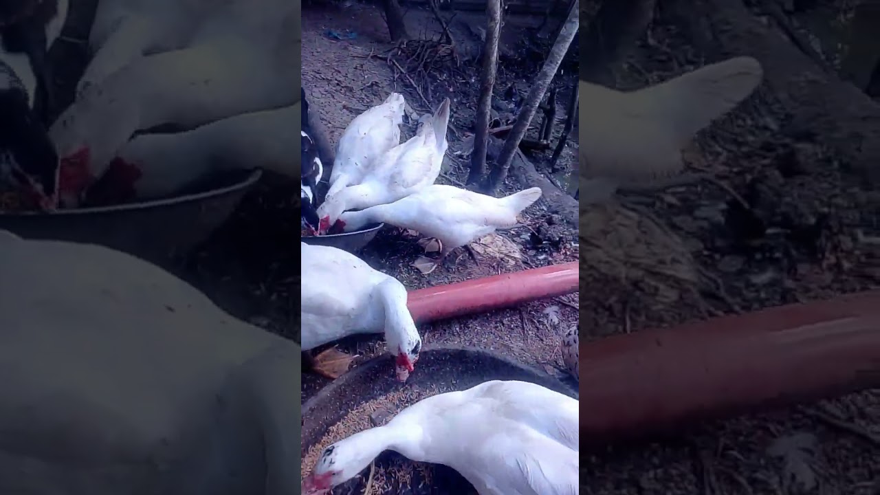 Dito naman Tayo sa alaga natin mga Pato guys #happyfarming 