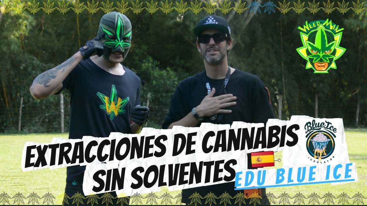 Extracciones de cannabis sin solventes #weedmanweeds Hachis Live Resin #cannabis #cannabisconsciente