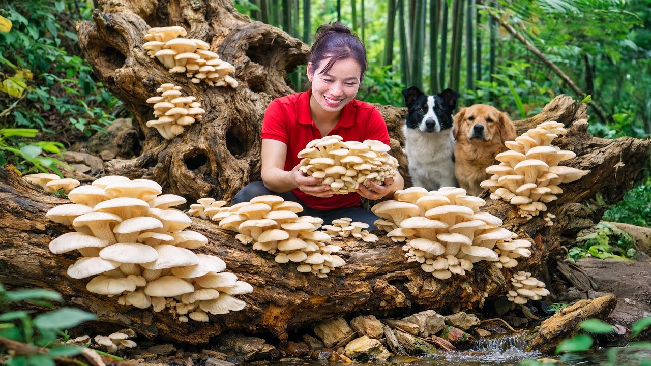 Harvesting Giant Wild Mushrooms on Ancient Trees | Selling Forest Finds to Support My Family