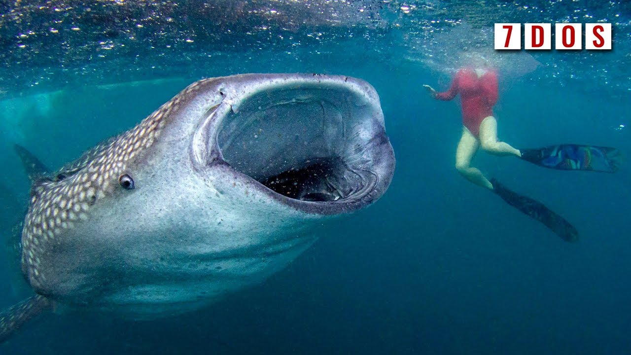 Whale Shark the World's Largest Omnivore | 7 Days of Shark Science