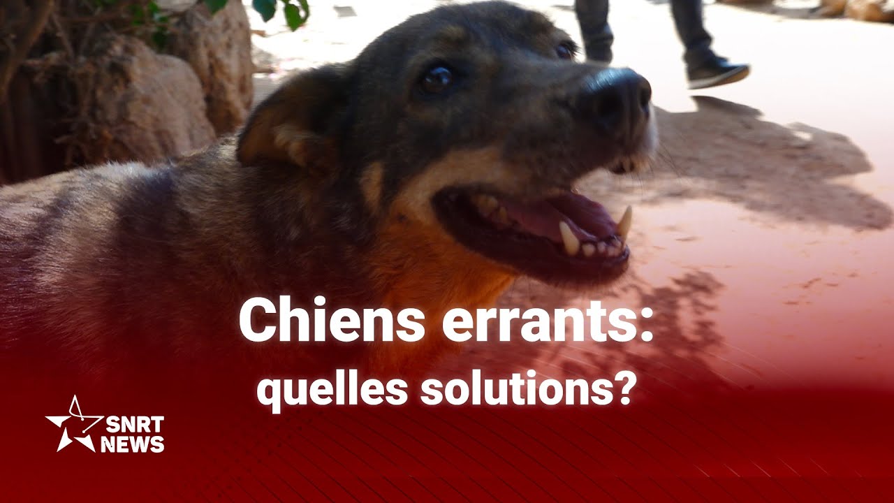 Chiens errants: quelles solutions?