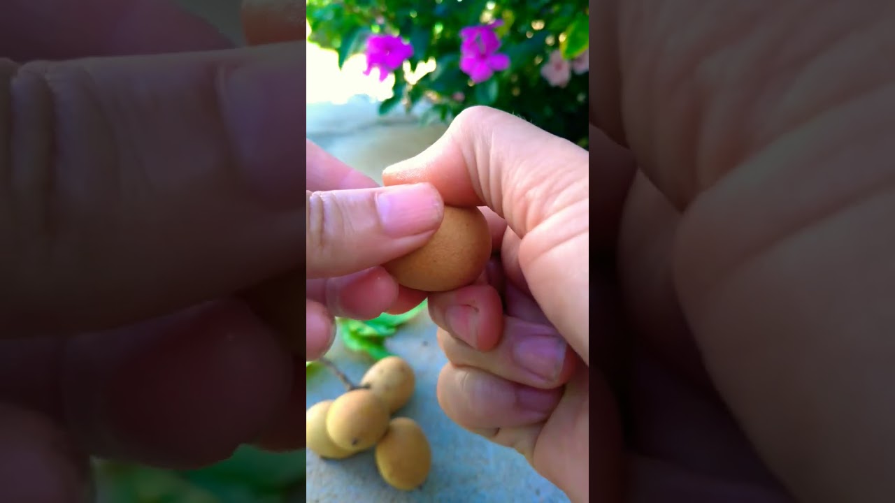 Satisfying Fruit #exoticfruit #shorts