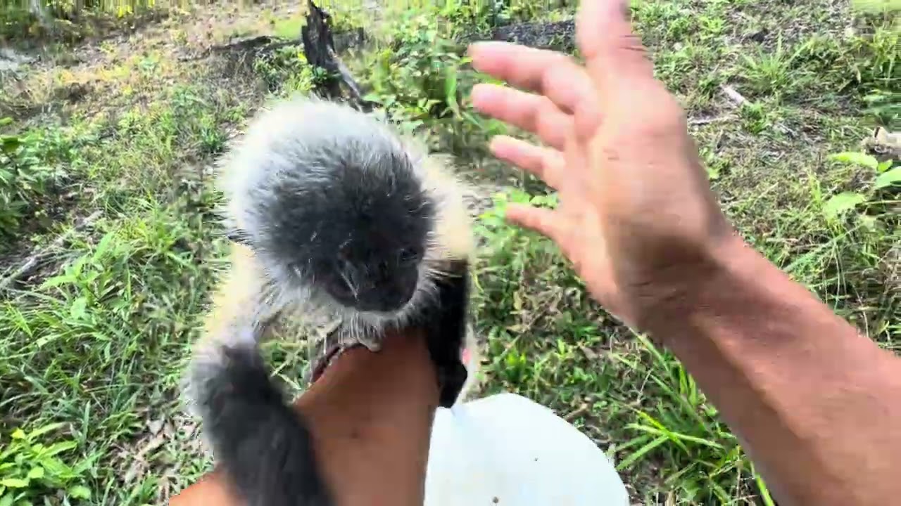 Cutest Baby Monkey You’ll See Today!