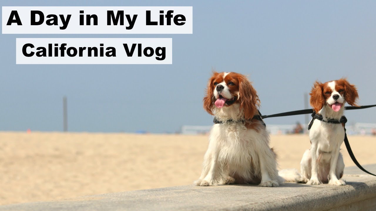 DOG VLOG Herky & Milton in Venice Beach California | A Day In My Life