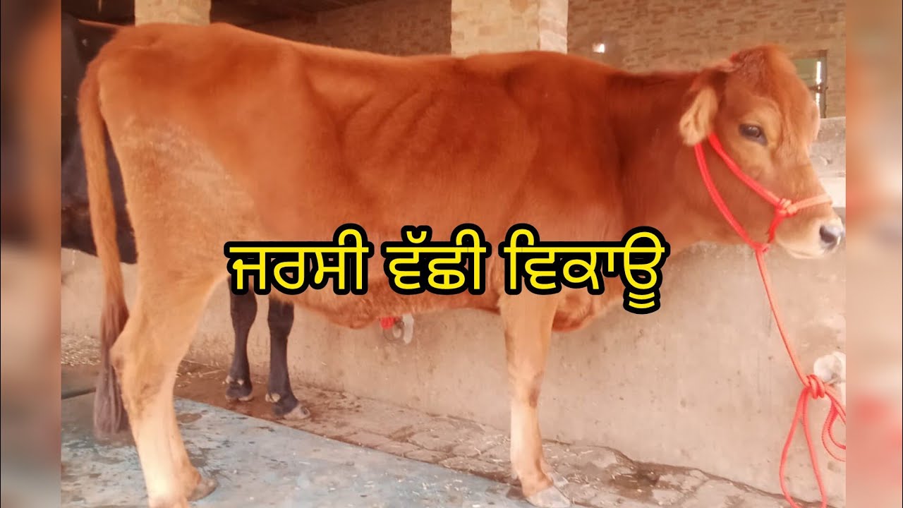 ਜਰਸੀ ਵੱਛੀ ਵਿਕਾਊ