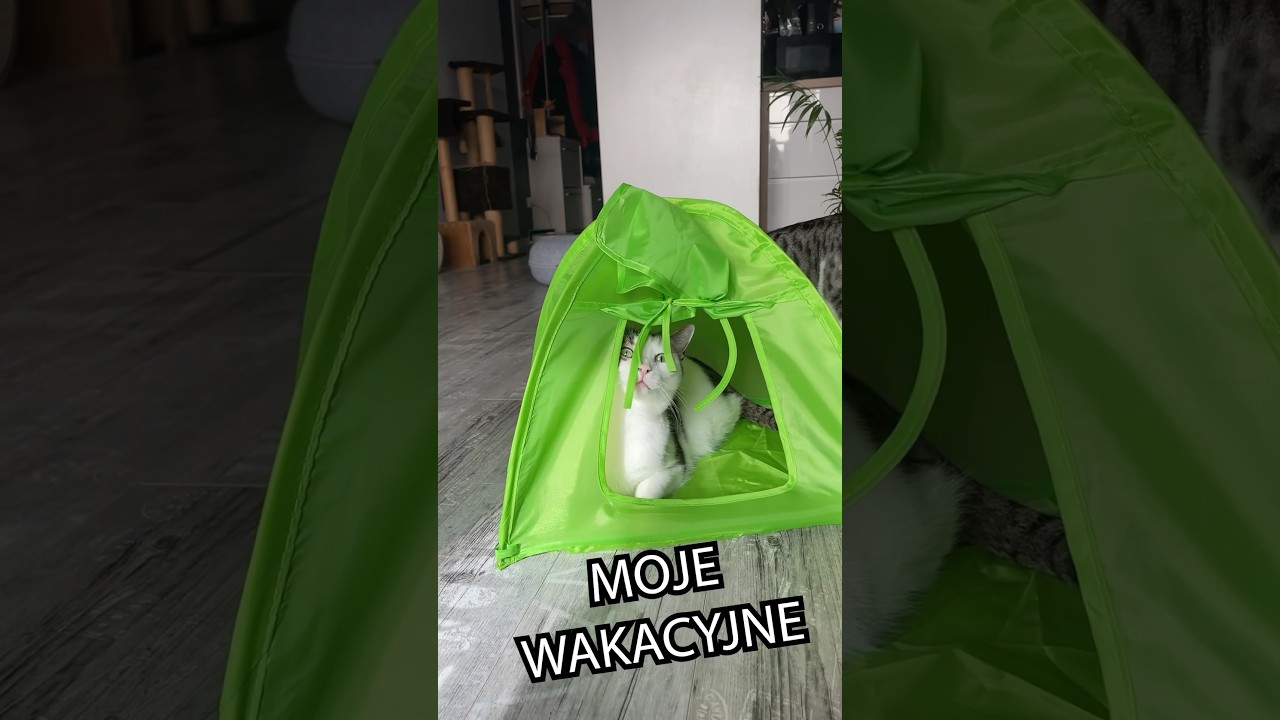 NAMIOT DLA KOT&Oacute;W 😹😹😹
