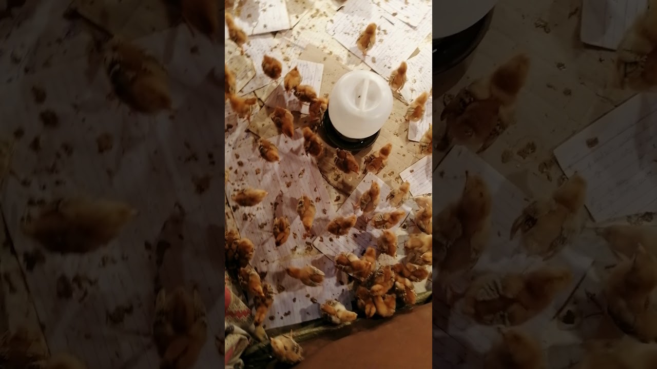 My RIR chicks | How to care RIR chicks specifically winter? |#rirchicks #shorts