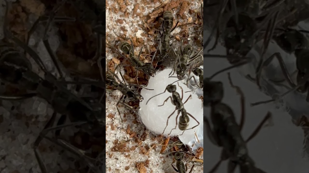 Asian bullet ants getting a sweet treat (Diacamma Rugosum)