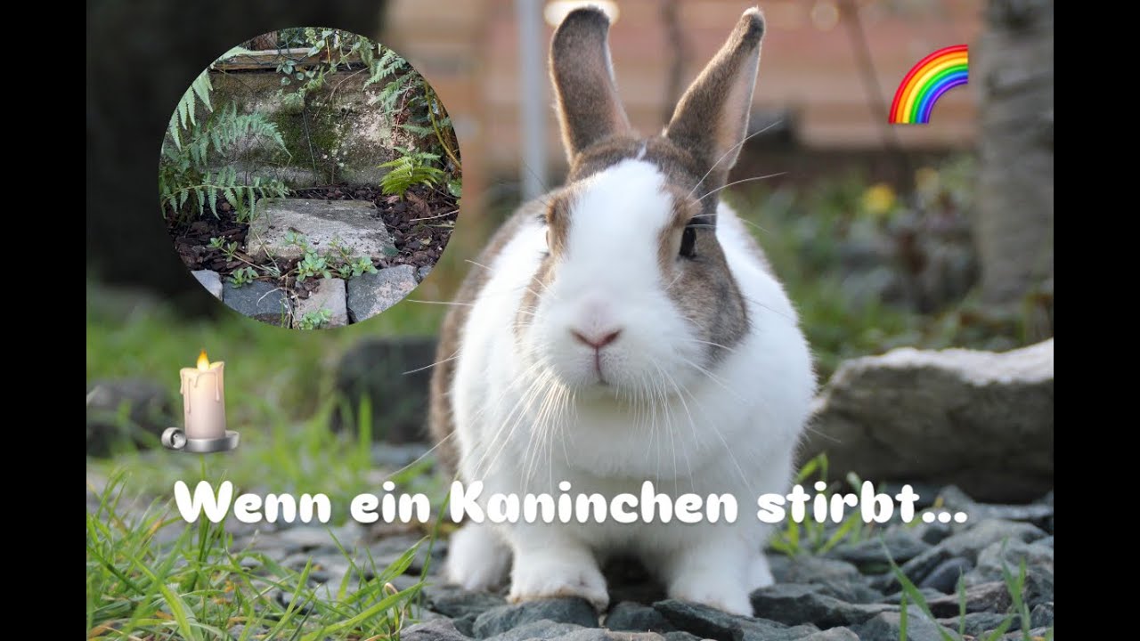 Wenn ein Kaninchen stirbt - Trauer, Abschied und wie es weitergeht🕯️