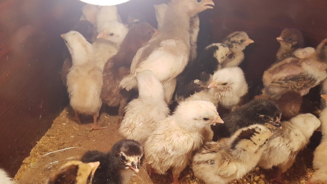 MashaAllah Finally Aseel Chicks Hatched With You All People Duwa's,& Prayers From Almost Damage Eggs