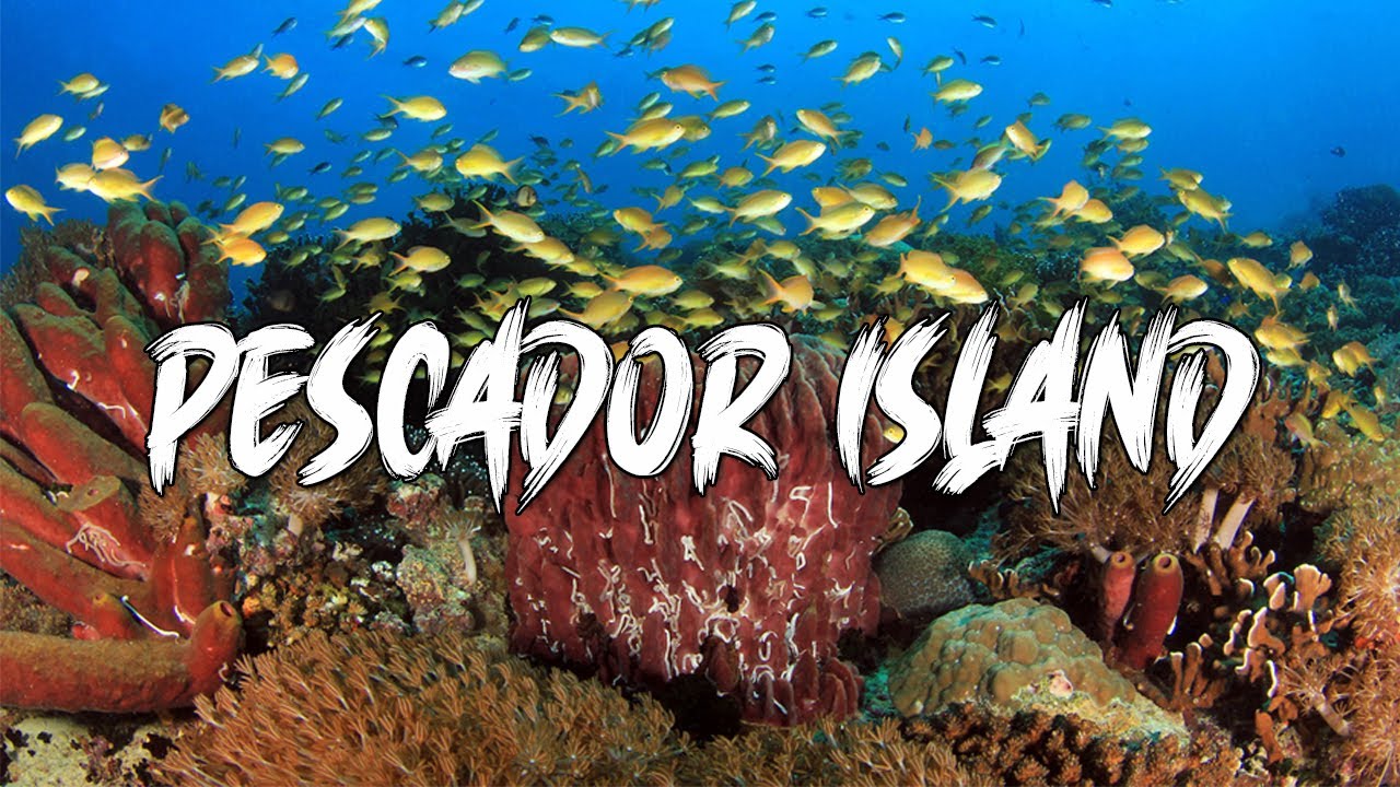 Scuba Diving @ Pescador Island, Moalboal Cebu
