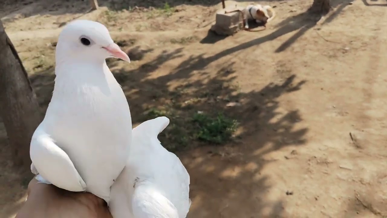 44 /365 kal kabutero ki par kat di 😔or sabhi ko davai di 😡