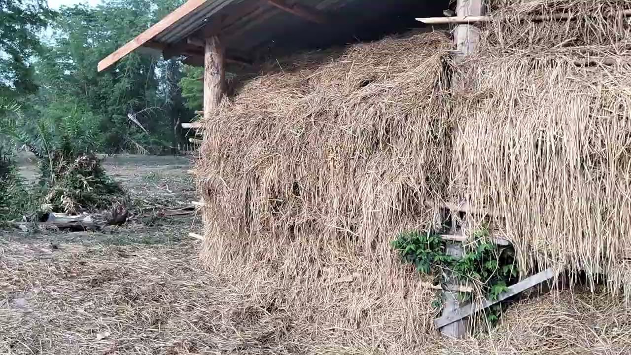 ต้นยางใหญ่ งามหลาย ยู่ ที่สปปลาว