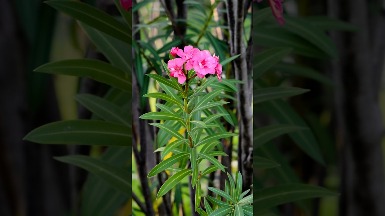 Trying to propagate  oleander 🌺plant from cutting. #gardenscapes