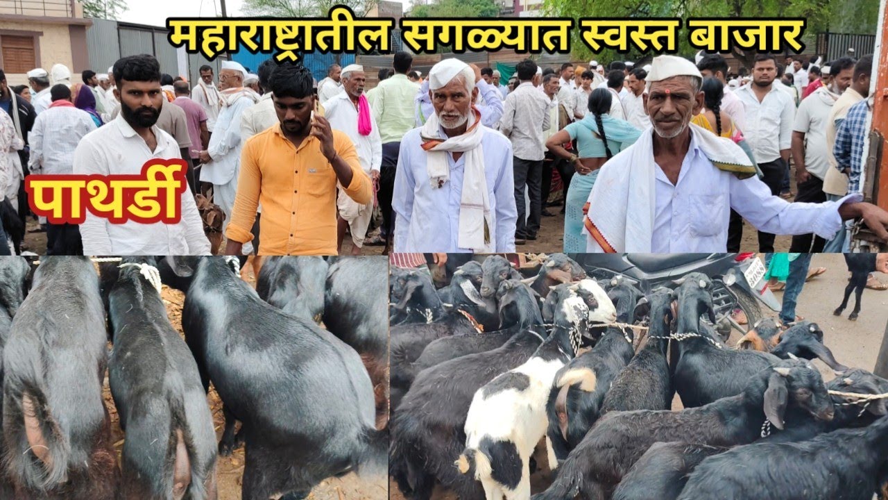 महाराष्ट्रातील सगळ्यात स्वस्त बाजार पाथर्डी बाजार | कमी पैशात खरेदी करा टॉप शेळ्या व बोकड |