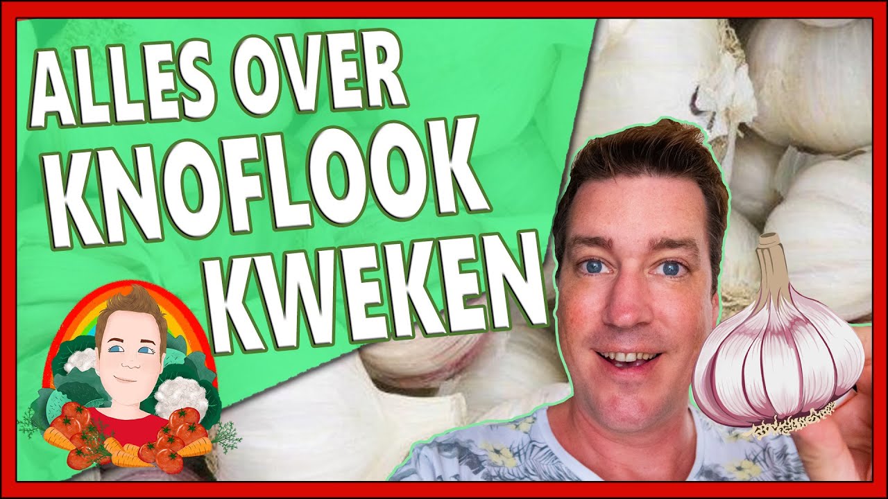 ALLES OVER KNOFLOOK PLANTEN | Moestuin vlog 155 | 10 10 10 knoflook, wanneer plant je knoflook