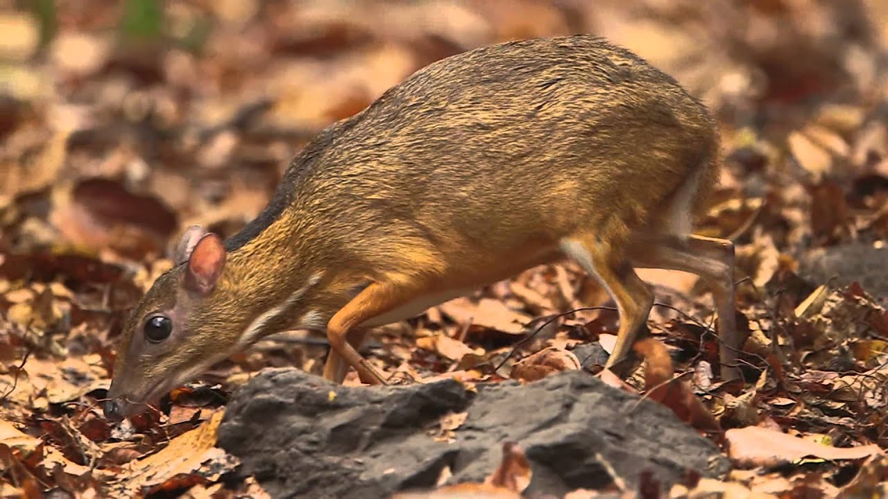LESSER MOUSE-DEER,Kääpiökauris,Tragulus kanchil,Thailand
